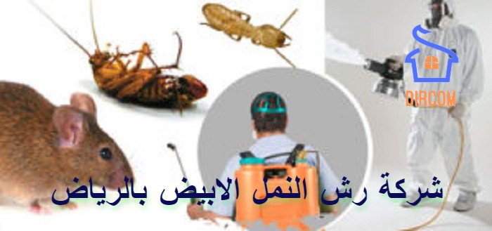 شركة رش النمل الابيض بالرياض